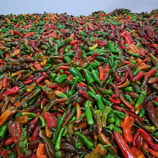 安徽农家自种新鲜虎皮大泡椒现摘5斤皮薄肉厚花菜椒乌红青紫辣椒