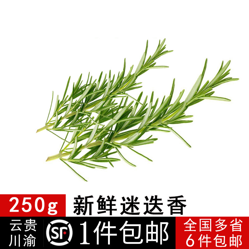 新鲜迷迭香250g包邮 迷迪香迷失香谜迭香牛排用食用调料西餐香料