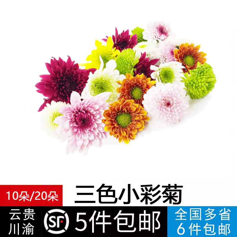 新鲜彩菊小雏菊迷你菊