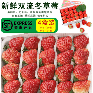 草莓新鲜现摘现发双流烘焙甜品酸草莓4盒重庆成都顺丰包邮时令果