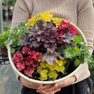 矾根耐寒植物观叶盆栽彩叶阳台庭院花园四季变色多年生宿根花卉