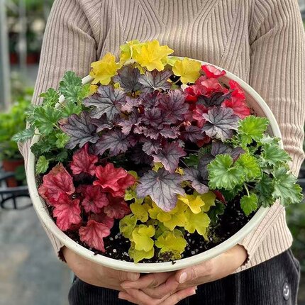 矾根耐寒植物观叶盆栽彩叶阳台庭院花园四季变色多年生宿根花卉