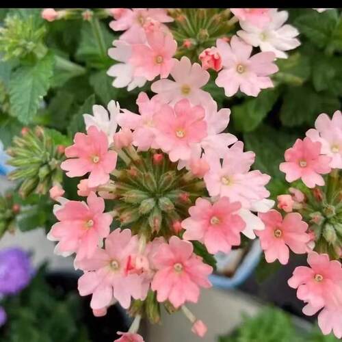 美女樱进口多色多季花开不断耐活