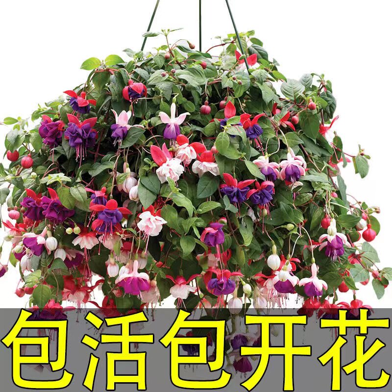 倒挂金钟盆栽花卉吊钟花海棠灯笼花四季开花耐寒带花发货好养包邮