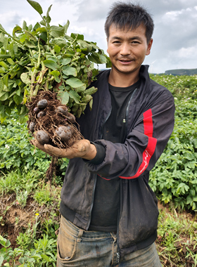贵州特产凉都六盘水高山特产紫色紫皮土豆乌洋芋新鲜现挖现发