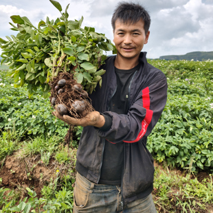 贵州特产凉都六盘水高山特产紫色紫皮土豆乌洋芋新鲜现挖现发
