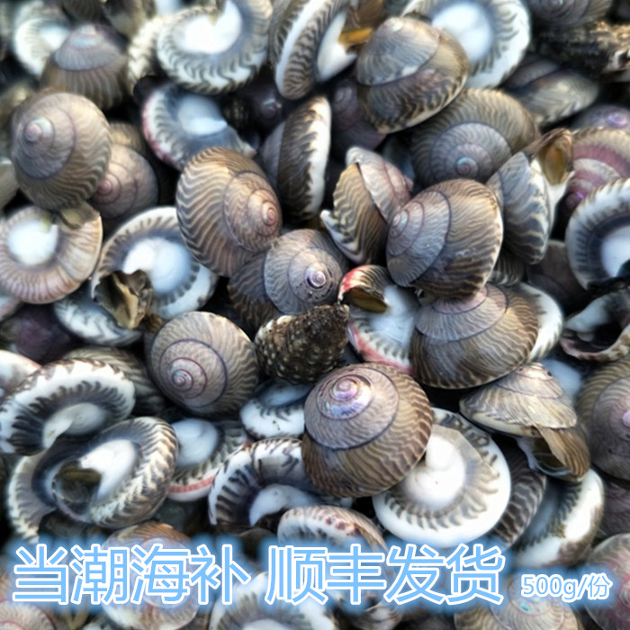 大连海鲜特产鲜活海钱儿新鲜海贝海锥海螺丝海瓜子海欠玻璃牛500g