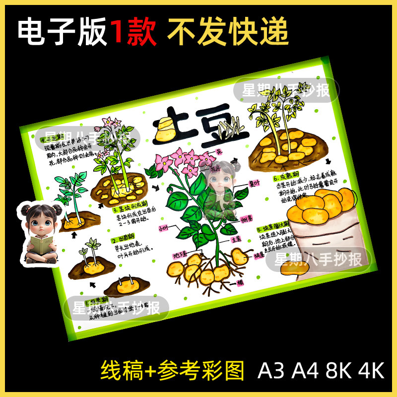 自然笔记土豆观察日记手抄报模板小学生记录植物生长成长过程线稿
