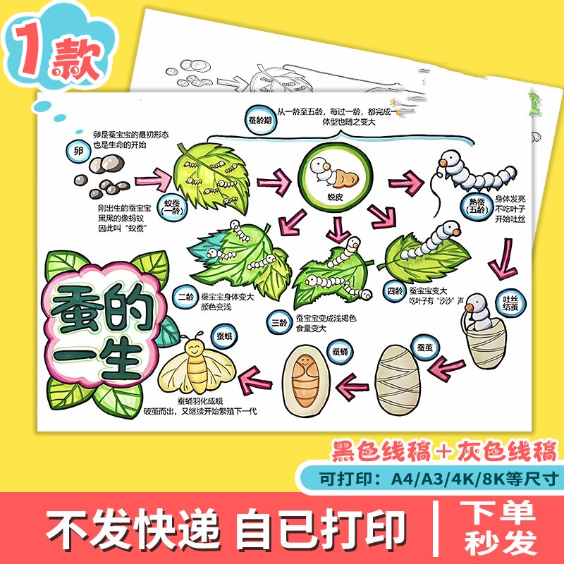 蚕的一生手抄报蚕宝宝成长记昆虫自然观察笔记蚕的生长过程儿童画