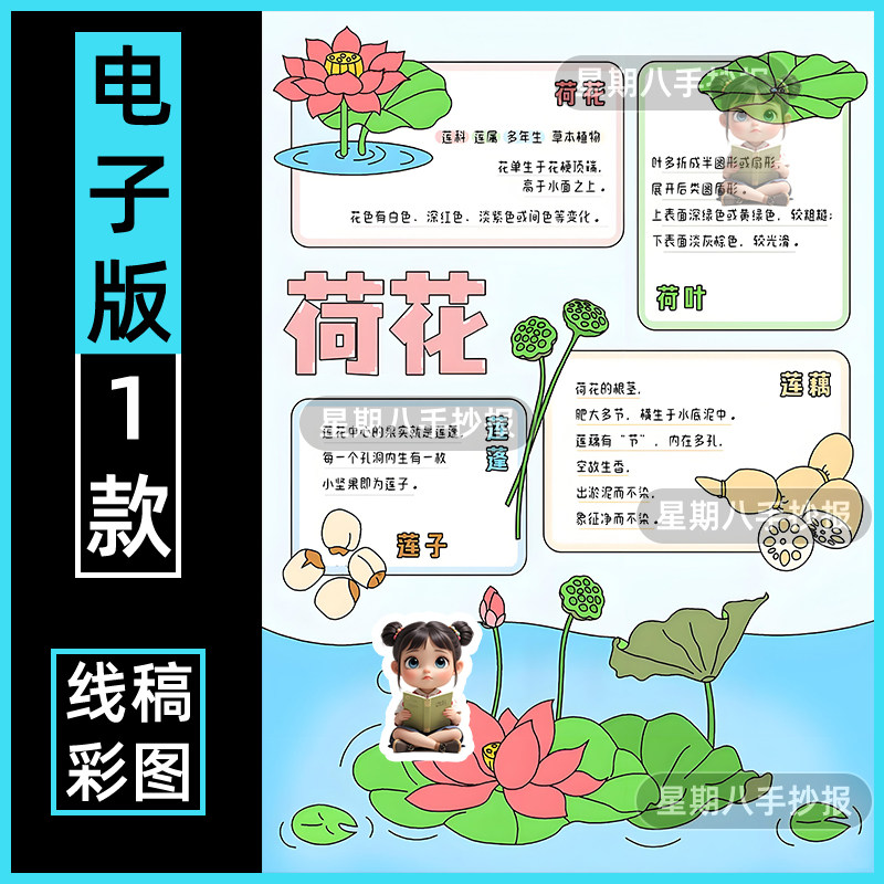 荷花自然笔记手抄报模版小学生植物生长观察日记成长过程记录线稿