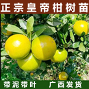 正宗皇帝柑树苗广西贡柑果树苗橘子果树苗柑橘苗桔子苗树带土发货