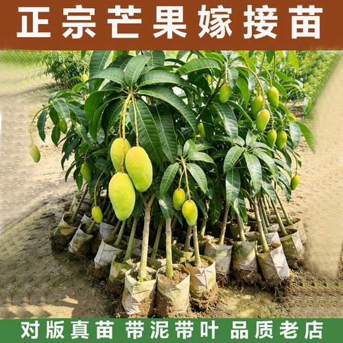芒果树苗桂七芒苗水果苗带泥带叶