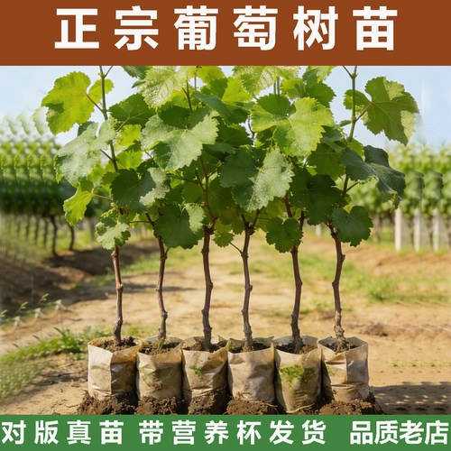 带原土营养杯带叶发货葡萄树苗