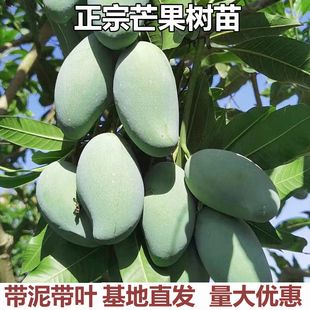 芒果树苖四季蜜金煌芒桂七特大盆栽庭院阳台南方种植矮化水果树苗