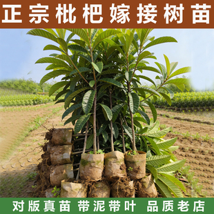 枇杷树果苗大五星枇杷苗树早钟六号庭院盆栽地南北方种植水果树苗