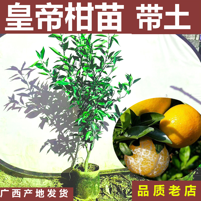 广西皇帝柑树苗带泥发货