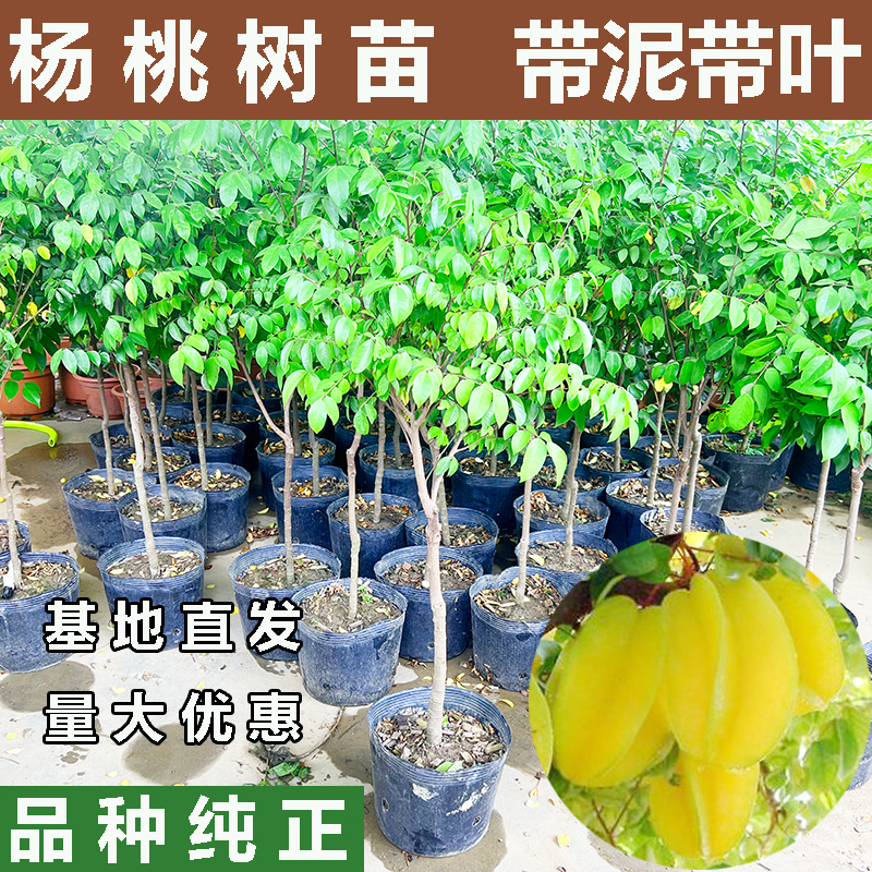 杨桃树苗带泥带叶正宗嫁接