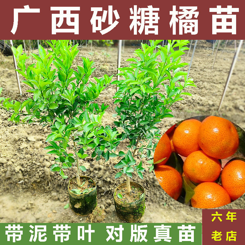 广西沙糖桔子树苗金葵四会砂糖橘子果树南北方种植柑橘果树苗无核