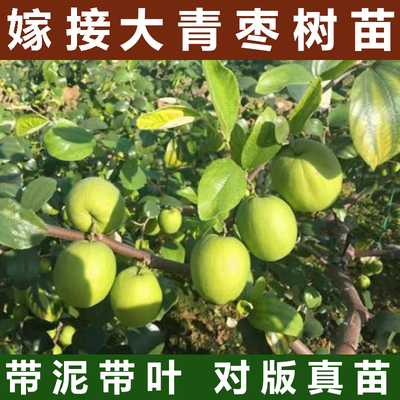 大青枣带泥带叶基地直发