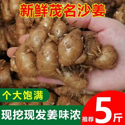 广东茂名特产新鲜沙姜/山奈白切鸡调味配料可种子苗砂姜包邮