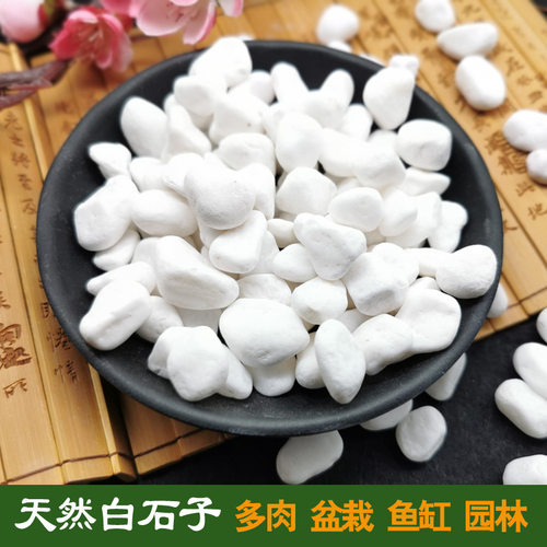 小白石子多肉盆栽庭院造景小白石