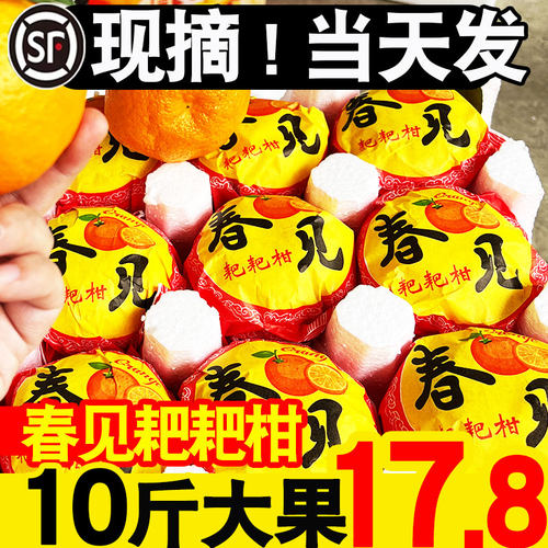 正宗四川春见耙耙柑10斤新鲜水果丑柑桔橘子现摘当季粑粑柑礼盒