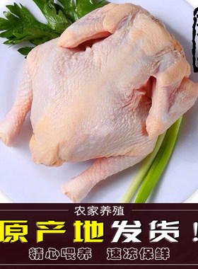 西装鸡童子鸡去头去爪炸鸡原材料