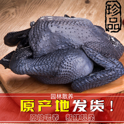 新鲜散养乌鸡整只不带内脏