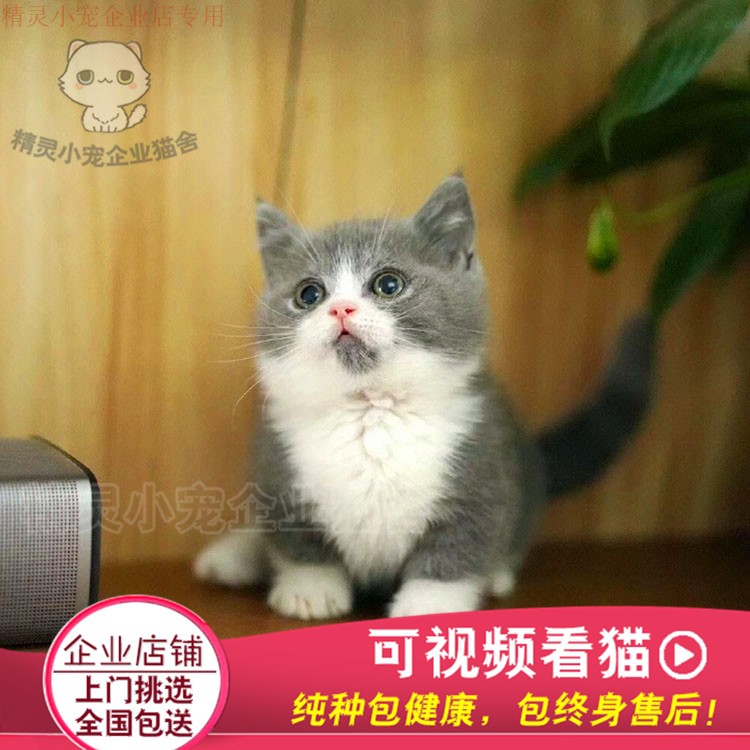 矮脚猫活体宠物小猫短毛加菲猫布偶猫波斯猫金吉拉短腿猫