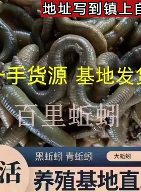 湖北野生青蚯蚓钓黄鳝翘嘴黑蚯蚓