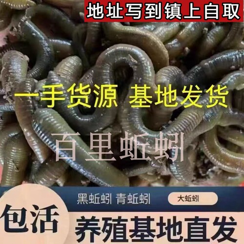 湖北野生青蚯蚓钓黄鳝翘嘴黑蚯蚓