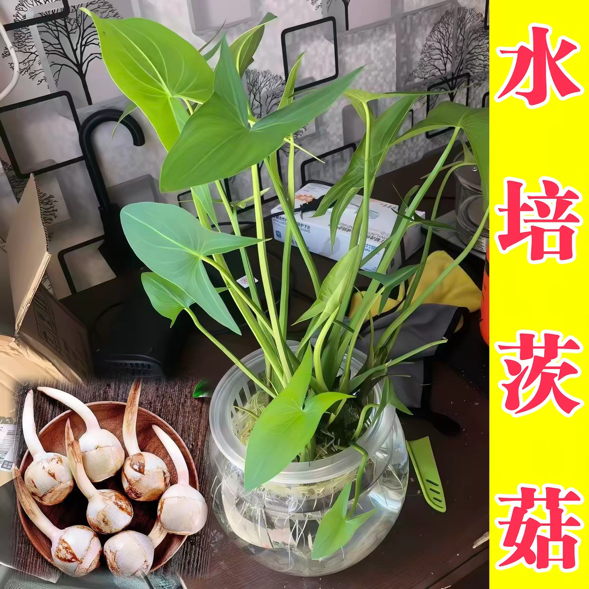 水培慈姑种苗茨菇苗水族装饰淡水鱼缸沼泽过滤植物中后景挺水植物