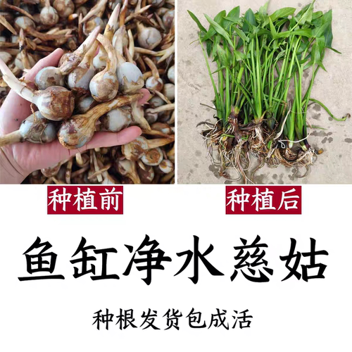 水生植物 水池河塘绿化 慈姑苗 茨菇芽 白茨菰 家养 水培植物