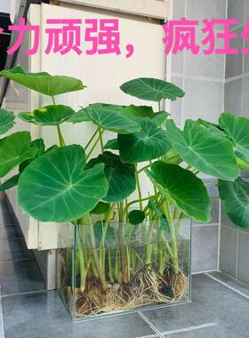 发芽长叶芋头水培植物室内盆栽观赏过滤水芋头芋艿包邮