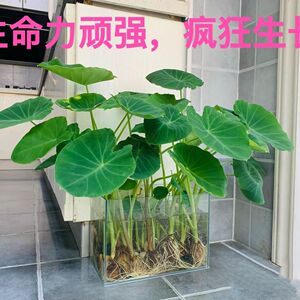 发芽长叶芋头水培植物室内盆栽观赏过滤水芋头芋艿包邮