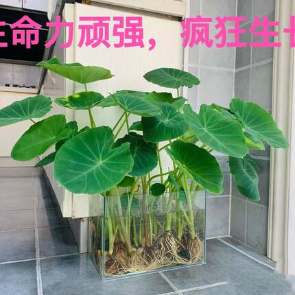 发芽长叶芋头水培植物室内盆栽观赏过滤水芋头芋艿包邮