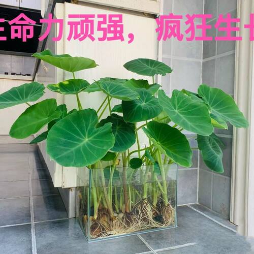 发芽长叶芋头水培植物室内盆栽观赏过滤水芋头芋艿包邮