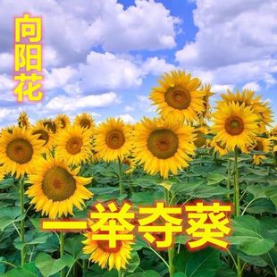 一举夺魁向日葵种子观赏矮生盆栽四季播种开花庭院食用葵花种籽孑
