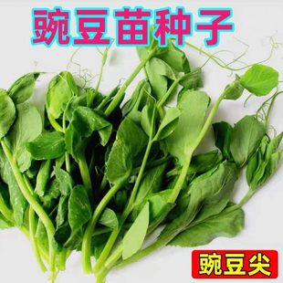 豌豆苗种蔬菜豌豆种籽尖芽苗菜种子种籽四季 种植孑碗豆种碗豆吃苗