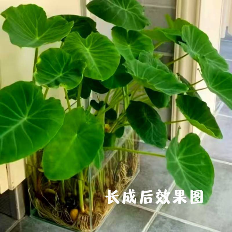 水培芋头室内阳台庭院盆栽鱼缸龟缸造景净化水质水培土培绿植花卉