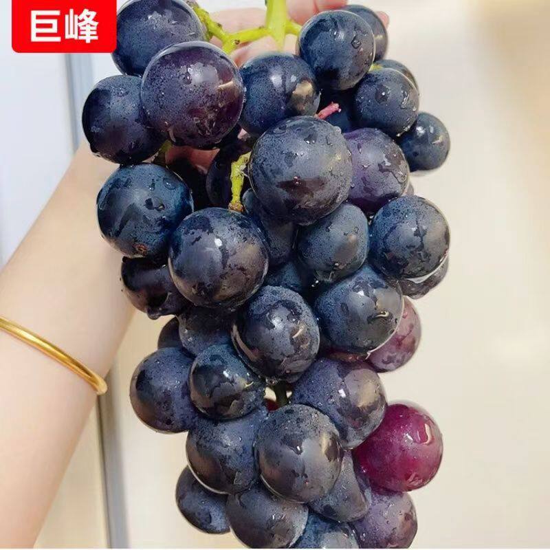 品种葡萄苗巨峰金手指红提嫁接葡萄苗南北方耐寒耐旱种植树苗