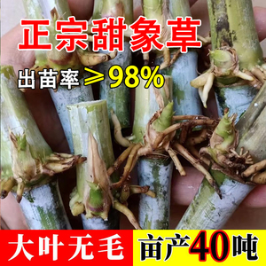 甜象草3号种节无毛四季多年生牛羊猪高产耐寒牧草皇竹草巨菌草种