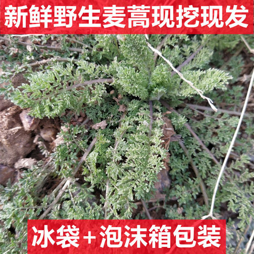 野生新鲜麦蒿播娘蒿坏单包赔