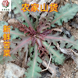 现挖新鲜野生曲麻菜苦苦菜大小叶苦菜子苣买菜蘸酱菜苦麻菜批 包邮