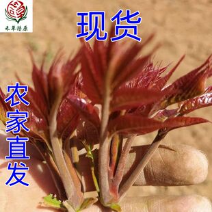 禾草潜原山东潍坊香椿嫩叶新鲜食用农产品箱装