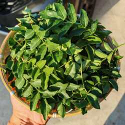山东潍坊新鲜花椒叶菜农产品现摘现发食用蔬菜