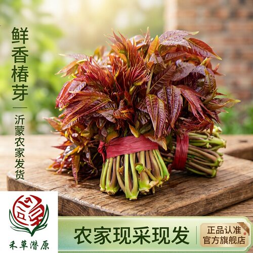 山东沂蒙山野生头茬红香椿芽