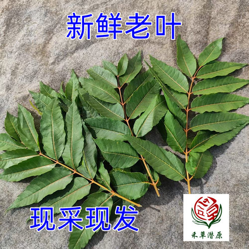 露天新鲜老绿香椿芽嫩头茬