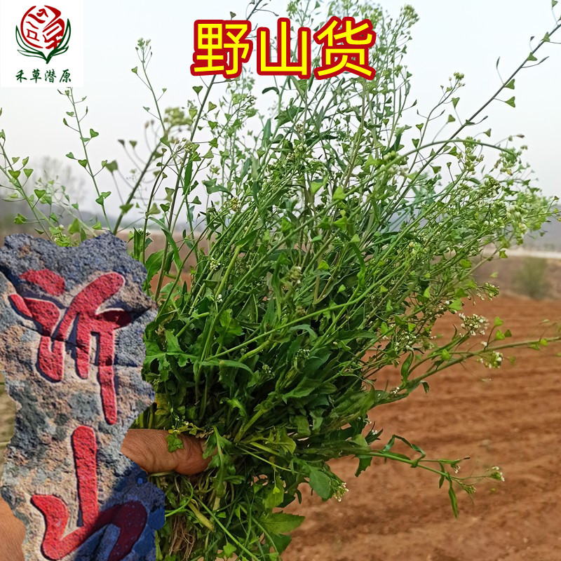 山东野生荠菜露天荠菜新鲜荠荠菜地丁菜北方当季野菜农家现挖包邮-封面