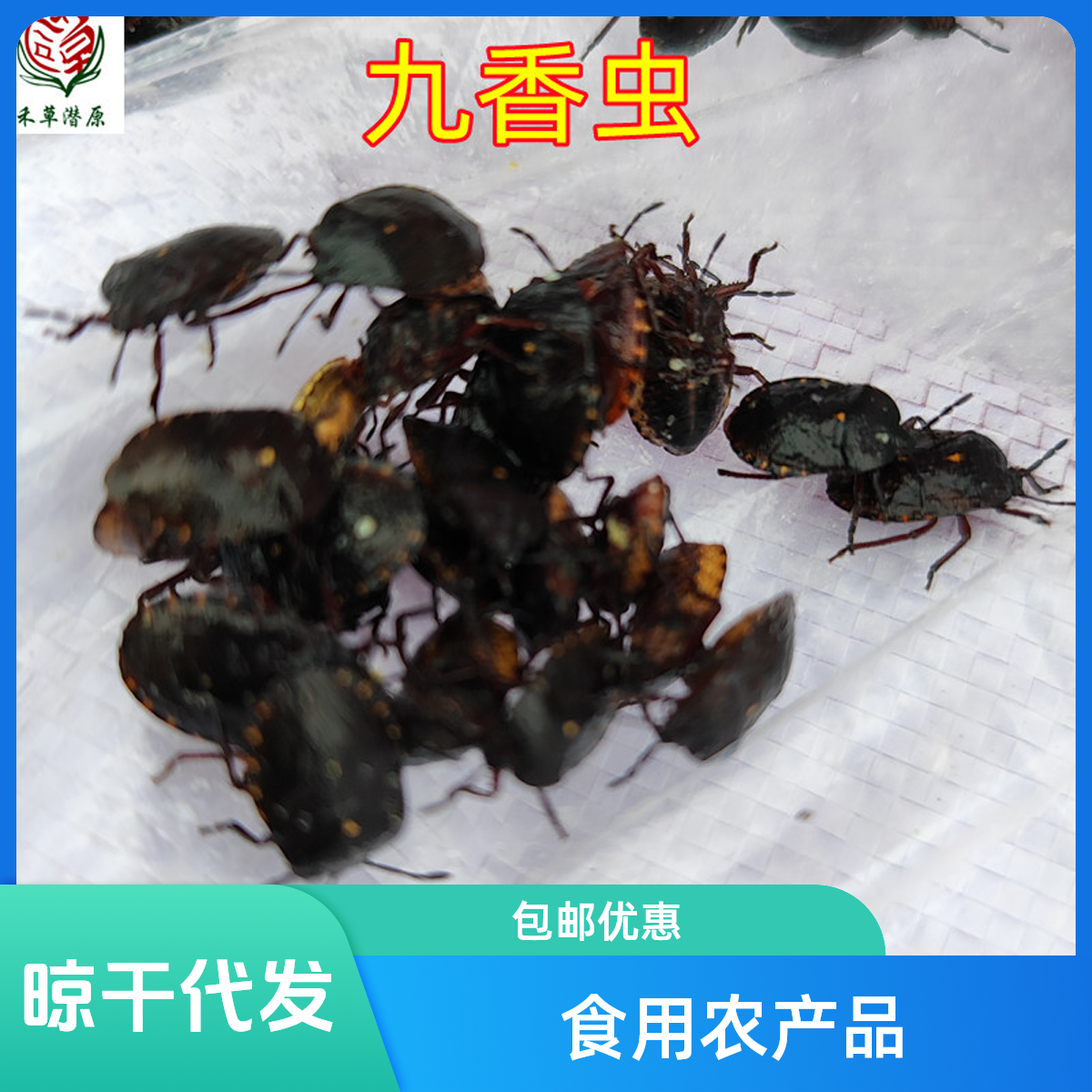 中药材精选九香虫 正品新货山东打屁虫屁巴虫臭壳子虫500克